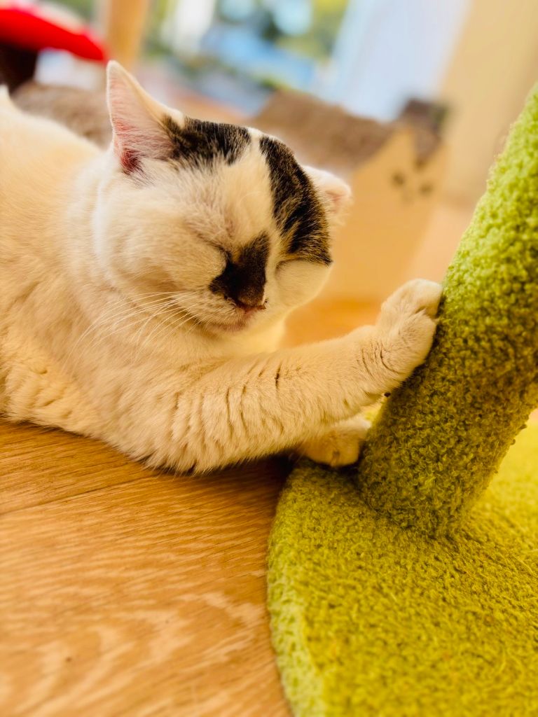 三毛ねこちゃん