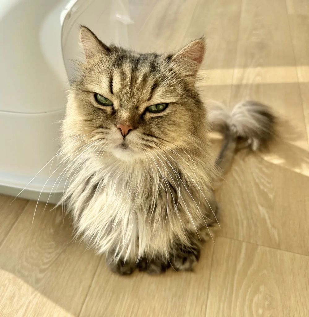 長毛ねこちゃん